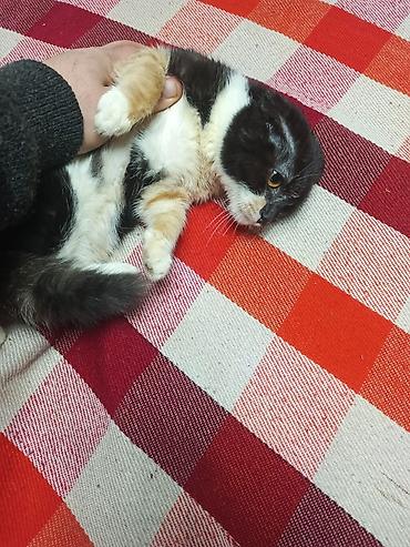 Pişiklər: Şotland — 23