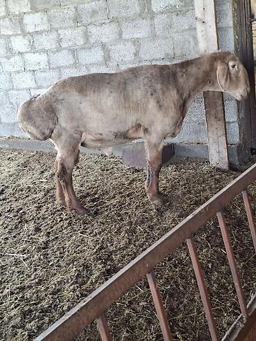 Баран, овца: Продаю | Баран (самец) | Арашан | Для разведения — 11