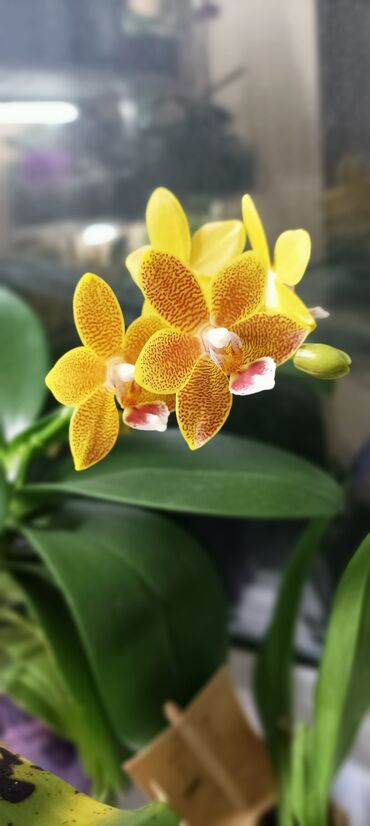 Другие комнатные растения: Орхидея мастерпис в домашней посадке, адаптирована . посадка в
