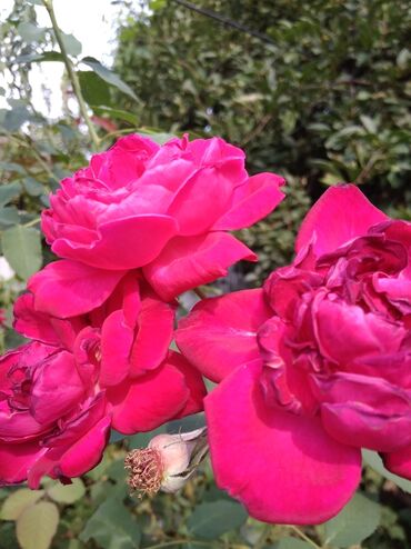 штамбовые розы: Семена и саженцы Роз, Самовывоз
