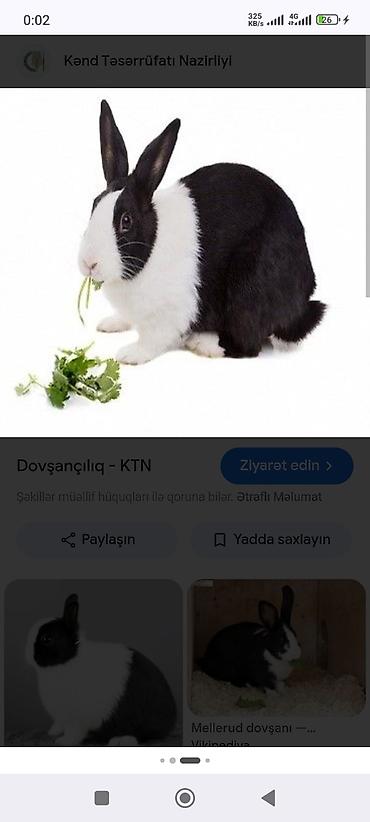 böyük qefes: Barter mümkündür yerli cins erkek böyük dovşanlar. Qara-ağ ev dovşanı — 1