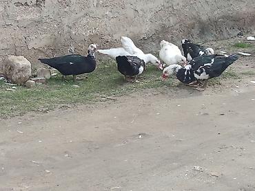 Ördəklər: 2 Erkey 10 dişi yumurtamaq üzredi CİDİ fikri olan YASİN burda ve ya — 3