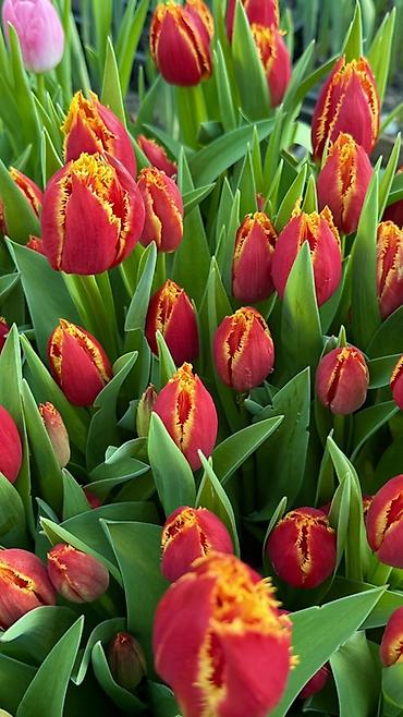 Букеты из живых цветов: Тюльпаны — предзаказ - Срезанные тюльпаны из теплицы, аккуратные at lalafo.kg — 21 Букеты из живых цветов: Тюльпаны — предзаказ - Срезанные тюльпаны из теплицы, аккуратные — 21