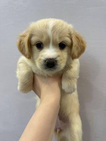 İtlər: Retriever, 2 ay — 19