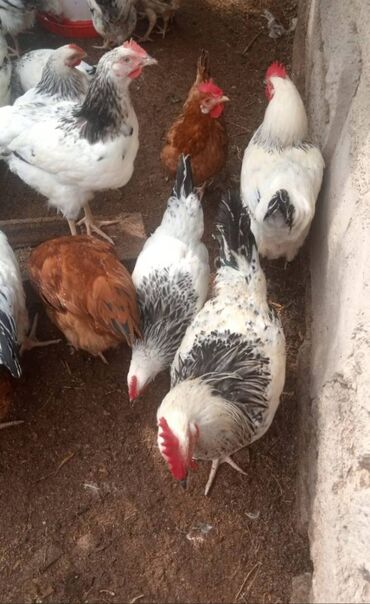 kend toyugu: 5aya teze keçib ler LİDER Cinsidi yumurtayada başlayıblar kesəndə