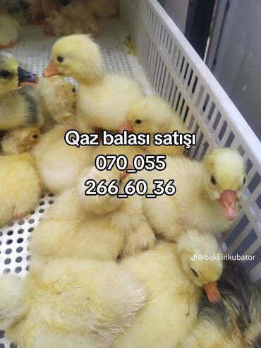qaz balasi satilir: Qaz balası(cücəsi) 3günlük 7manat Qaz cinsi Linda Çatdırılma