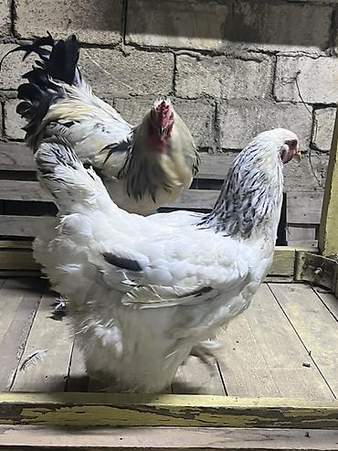 qu qusu satisi: Toyuq, Brama, Damazlıq — 4