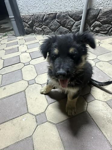 pitomnik temir: Щенок, порода чистокровныйовчарка - Возраст на вид: 1 месяц щенок — 1