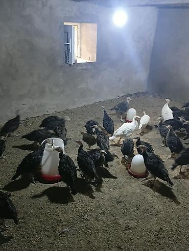 damaz: Satlıq hinduşka balaları. Şəkillərdə göründüyü kimi sürü halında — 3