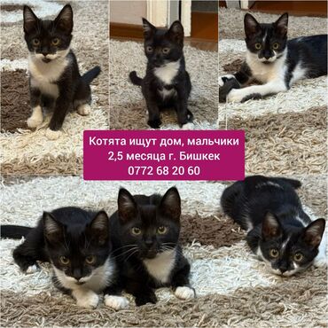 домик для котят: Кошка даром: Беспородная, 2 месяца, Мальчик, Приучена к лотку, Проглистована