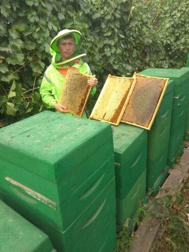 мёд: Предлагается весенний горный мед, собранный в экологически чистом