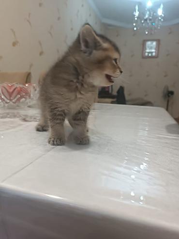 Pişiklər: Britan — 9