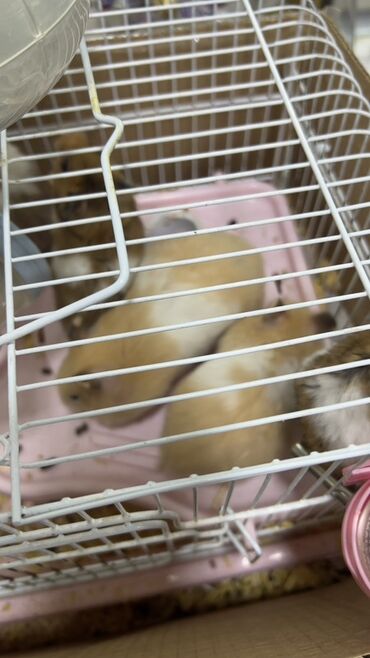 Gəmiricilər: Хомяки отдам за 1 манат! Кто желает напишите — 2