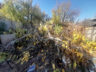 дрова продаю: Дрова Самовывоз