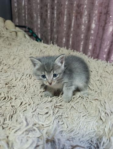животные кошки: Котята. На выбор малыши с серо-голубым и тигровым (серо-коричневым — 2