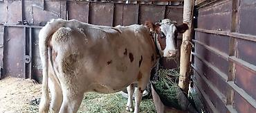 Коровы, быки: Продаю | Корова (самка) | На забой, Для молока | Стельные — 2