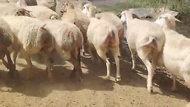 toyuq ucuz qiymete: Dişi, il: 1, Damazlıq, Pulsuz çatdırılma — 2