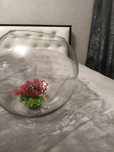 продажа аквариумных рыбок: Круглый аквариум, Пустой, 20 л, Самовывоз — 4
