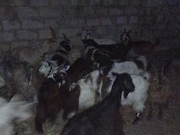 Keçilər, çəpişlər: Erkək, il: 1, 22 kq, Ətlik, Ünvandan götürmə — 2