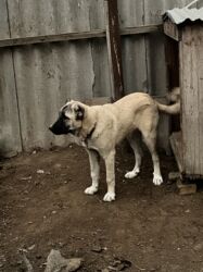 İtlər: Çoban iti 5 aylıq dişi 350 azn 055 662 05 16 bu nömreye yazın — 8