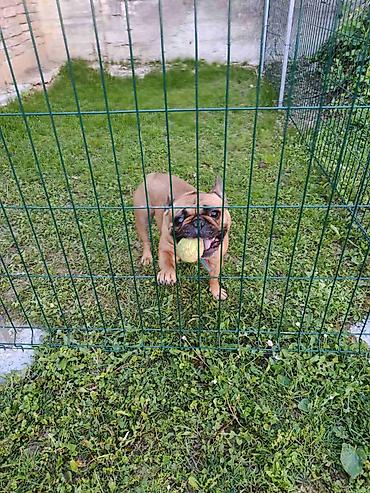 Oprema za kućne ljubimce: "Fito pansion – Briga o vašem psu dok ste Vi odsutni Pansion za pse — 9