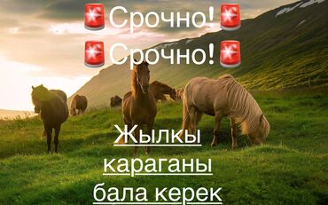 грызуны домашние: Продаю | Кобыла (самка), Конь (самец), Жеребец | Для разведения, Конный спорт