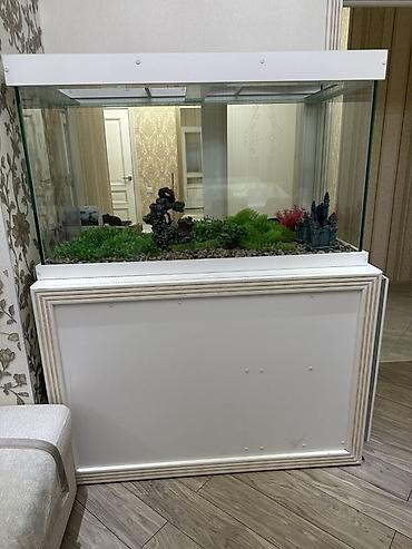 кона: 🐠 Аквариум 500л с тумбой — 125x60x67 см. Идеальное состояние, без — 1
