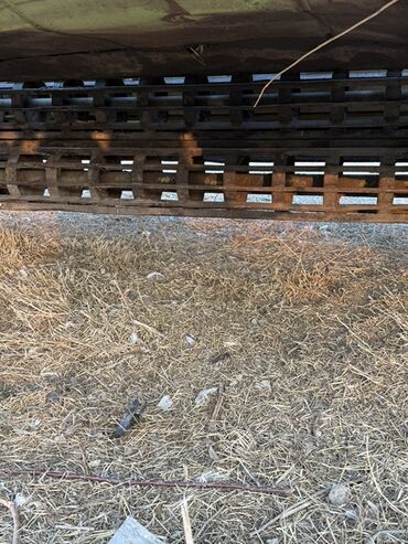 Другие комбайны: Ешка комбайн Состояние отличное мотор капремонттон кийин 20 га беде — 4