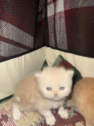 Pişiklər: Fars — 5