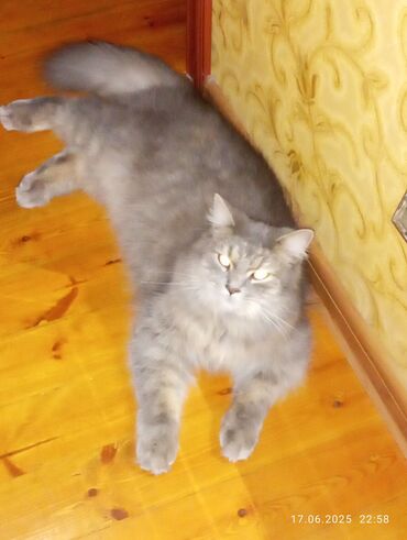в связи с переездом отдам попугая жако в добрые руки: Кошка даром: Скотиш Фолд (Шотландская вислоухая), Мальчик, Кастрирована, Метис, Приучена к лотку