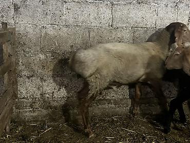 немецкий овчарка цена: Продаю | Овца (самка), Баран (самец) — 3