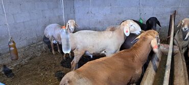 Бараны, овцы: Продаю | Баран (самец) | Гиссарская, Арашан | На забой, Для разведения | Осеменитель