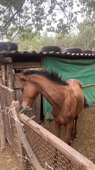 кукуруза на продажу: Продаю | Жеребенок | Конный спорт — 2