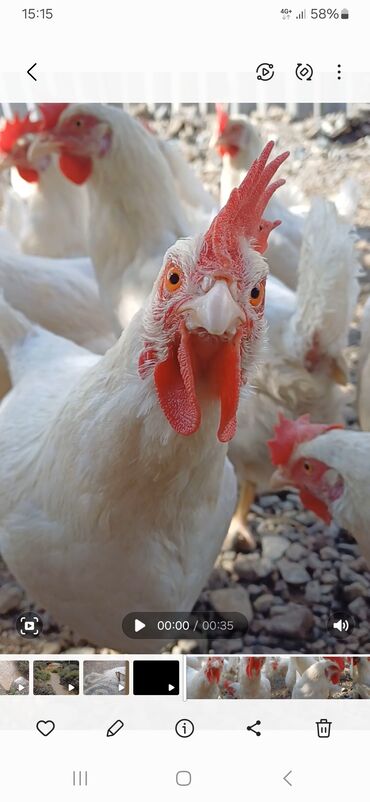 хомяки токмок: 🐔 Тирүү тоок сатылат – жумуртка берип жатат! ✅ Жашы: 1 жаш ✅ Баасы