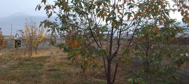 Torpaq sahələrinin satışı: 10 sot, Tikinti, Mülkiyyətçi, Kupça (Çıxarış) — 8