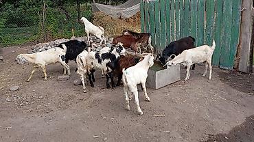 Козы, козлы: Продаю | Коза (самка), Козёл (самец), Козлёнок | Полукровка, Зааненская | На забой, Для разведения, Для молока | Племенные, Осеменитель — 4