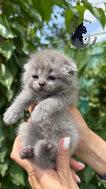 голубь птицы: Скотиш Фолд (Шотландская вислоухая), 1 месяц, Мальчик, Голубой, Приучена к лотку — 4