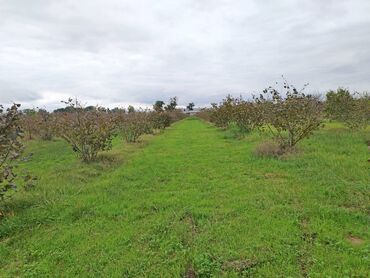 Torpaq sahələrinin satışı: 130 sot, Tikinti, Kupça (Çıxarış) — 18
