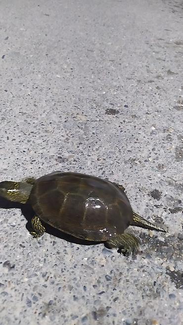 Akvariumlar: Tısbağa 🐢🐢🐢🐢🐢 ünvan, Bakı şəhəri, Nizami metrosu yaxınlığında -da lalafo.az — 13 Akvariumlar: Tısbağa 🐢🐢🐢🐢🐢 ünvan, Bakı şəhəri, Nizami metrosu yaxınlığında — 13