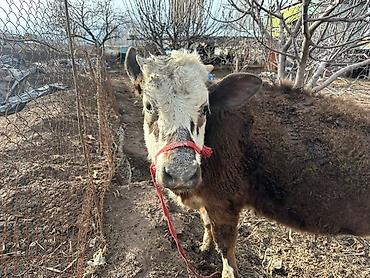 Коровы, быки: Продаю | Тёлка | Симментальская | На забой, Для разведения, Для молока | Не стельные, Племенные, Искусственник — 4