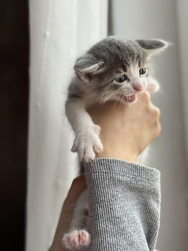 Pişiklər: Yaxşı əllərə — 9