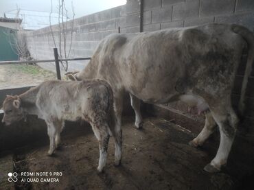 С/х животные и товары: Продам породистая корова с бычком 3 Отелем 18-20литр молоко очень