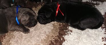 Psi: Ako tražite vernog člana porodice, obratite se nama i postanite — 11