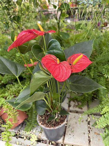ağ tülpan qiyməti: Anthurium 23azn. Hündürlük 40sm. Çatdırılma Dərnəgül metrodan-Nizami — 3