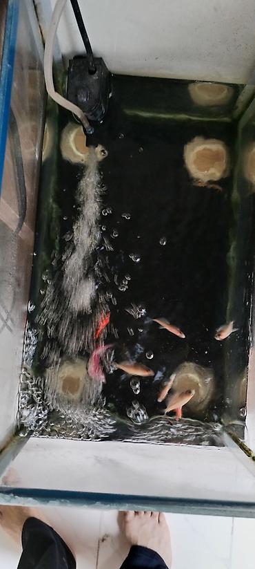 Akvariumlar: Akvaryum və balıqlar paketi - Şüşə akvaryum (şaquli formalı, 4 şüşə — 1
