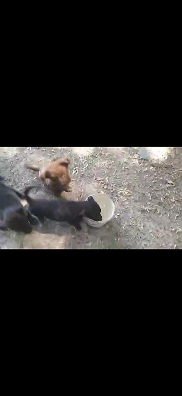Иттер: Щенки дворняжки🐶 Ищем любящих хозяев для замечательных щенков! Четыре — 7