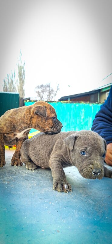 Продажа собак: Питбуль, 1 месяц, Самец — 5