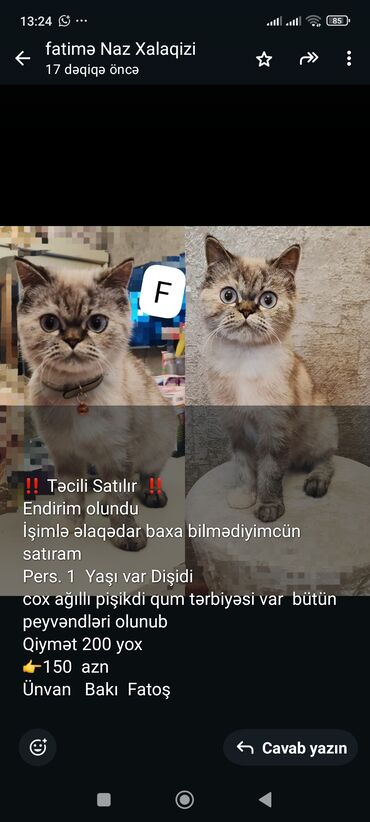 balaca pişiklər: Erkək