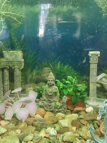 Аквариумы: Заводской аквариум на 250 литров, полностью укомплектован с рыбками и — 6