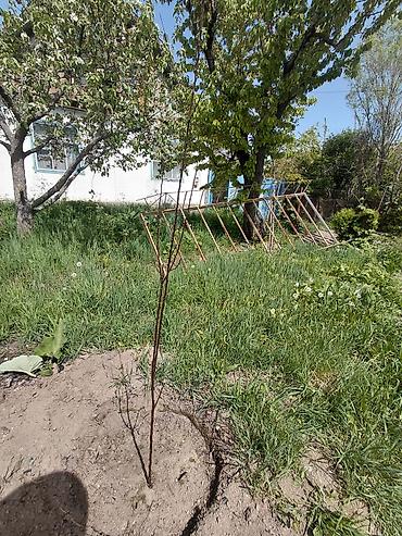 Продажа коттеджей и домов: Продаётся одноэтажный дом с мансардой и приусадебным участком. - — 9